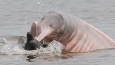 Divulgação/Fundação Grupo Boticário